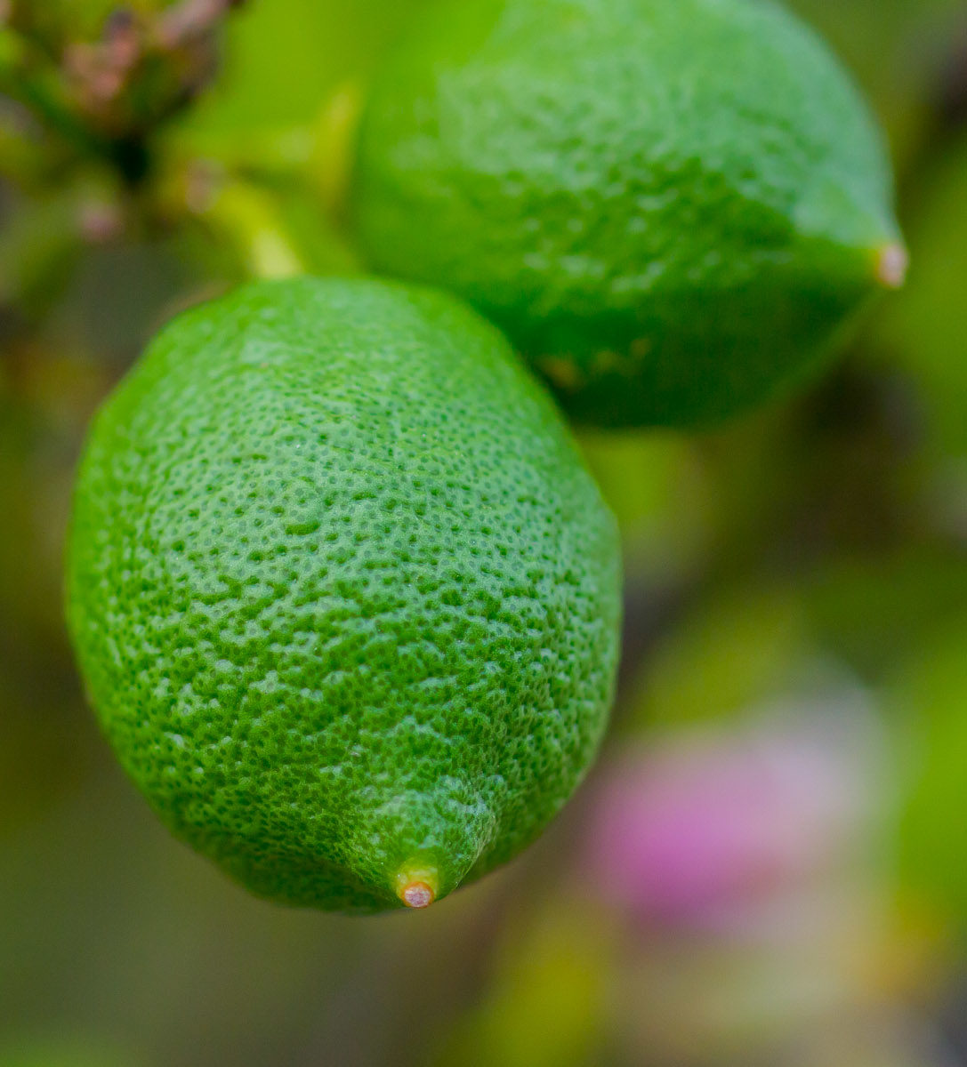 A green lemon
